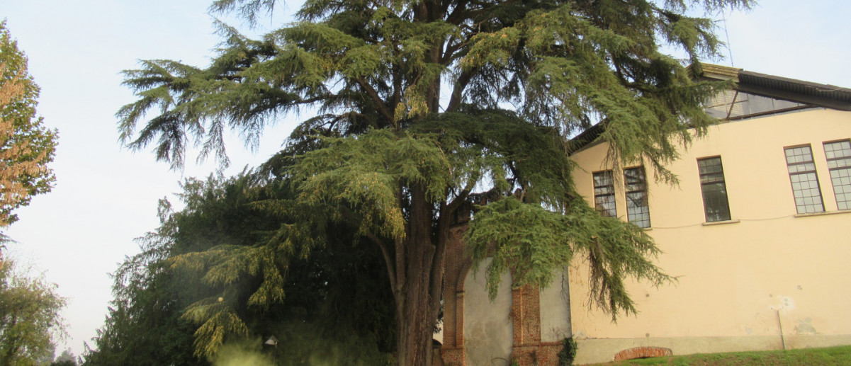 Il Cedro di Chignolo Po