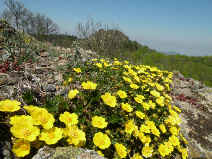 The botanic garden of Pietra Corva 