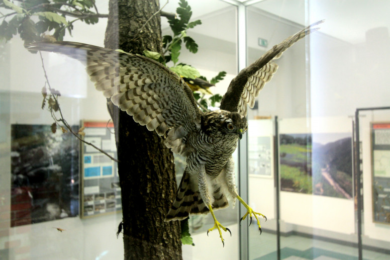 Museo Naturalistico Ferruccio Lombardi