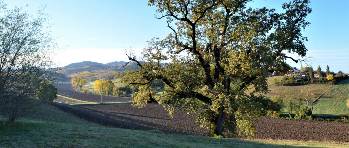 La Quercia di Torrazza Coste La Quercia di Torrazza Coste