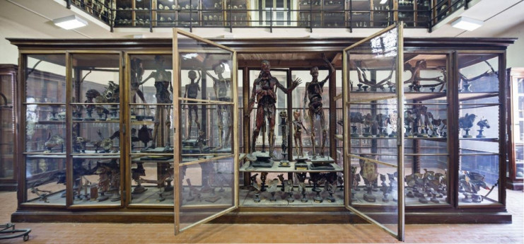 Anatomia Umana Normale Università di Pavia  Anatomia Umana Normale Università di Pavia