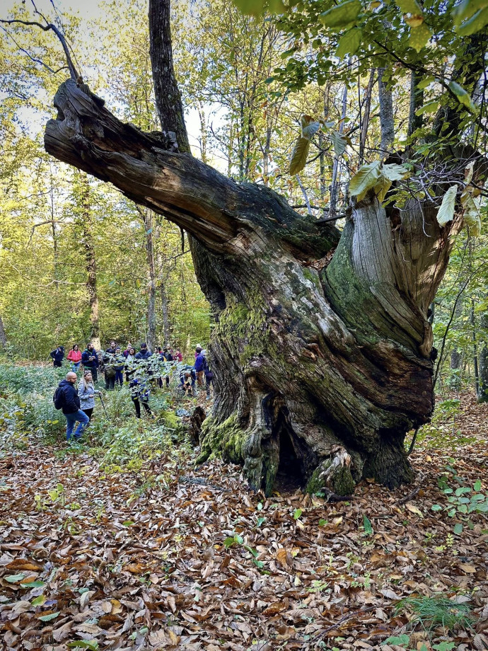 Passeggiata al cospetto dei giganti