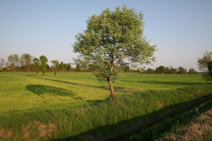 Tradition, Rice and Culture in the Pavese area