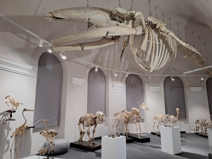 Galleria degli Scheletri al Museo Kosmos di Pavia