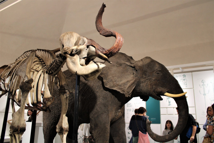 Cerca il dinosauro Cerca il dinosauro