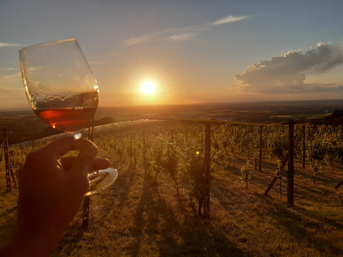 Vino Oltrepò