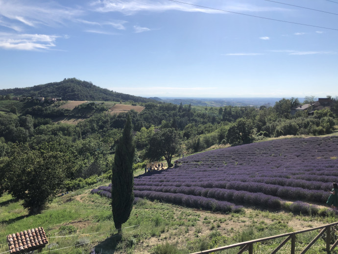 lavanda in oltrepò
