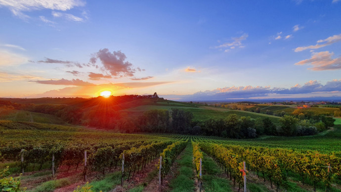Passeggiata tra le vigne e risottata al tramonto Passeggiata tra le vigne e risottata al tramonto