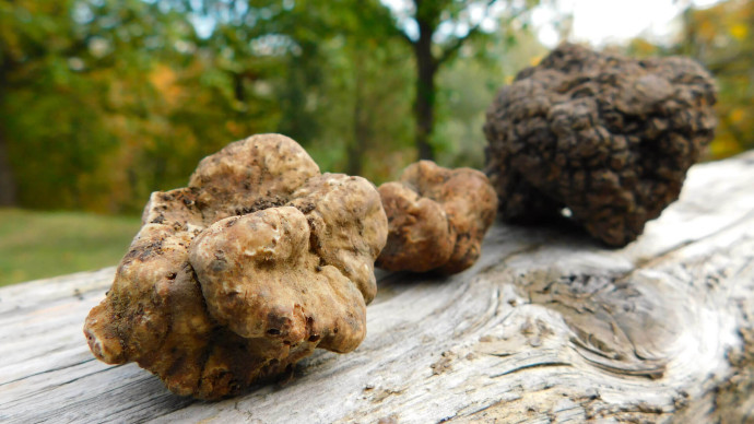The Truffle of Oltrepò Pavese