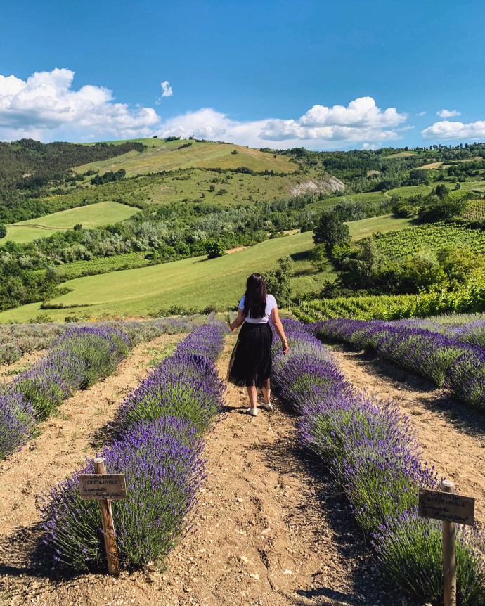 Campi lavanda in Oltrepò Pavese