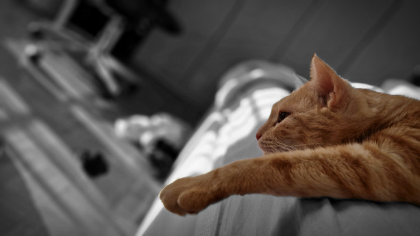 Concerto in Miao a Vigevano