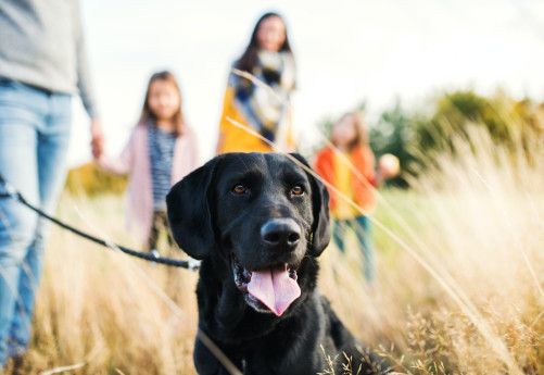 Il Cane in Famiglia