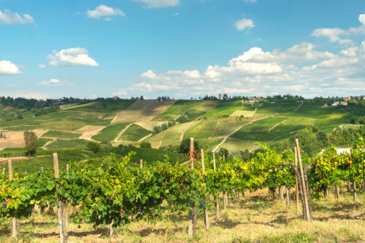 Nelle terre del Riesling: borghi, battaglie e vino Nelle terre del Riesling: borghi, battaglie e vino