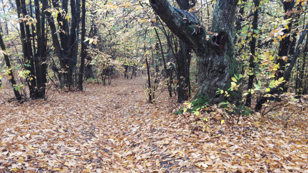 Il sentiero dei castagni secolari