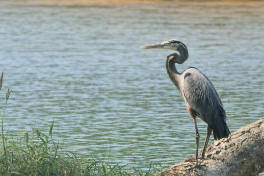 Visita guidata alla Garzaia di Celpenchio