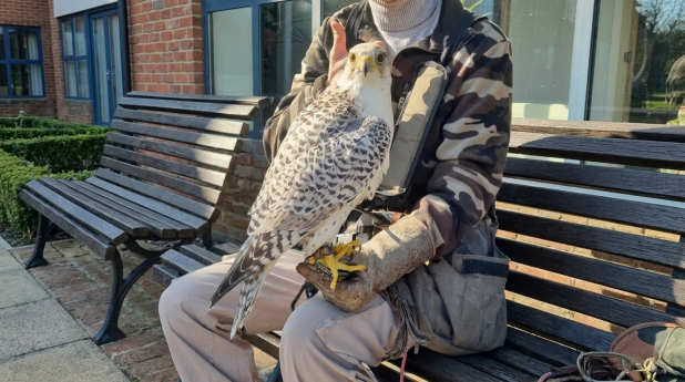 Falconeria Castello di Mornico Losana  25 aprile 2026