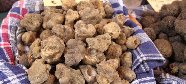 35° Fiera del Tartufo e del Miele 35° Fiera del Tartufo e del Miele