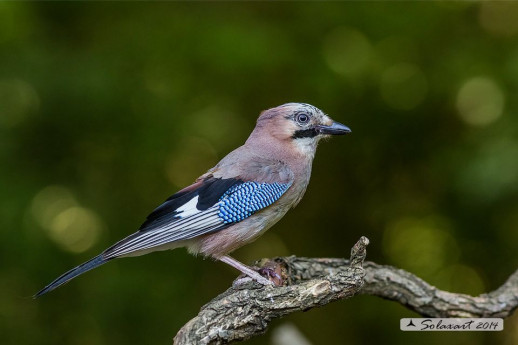 Eurobirdwatch 2023
