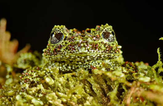 L’arte dell’inganno in natura di Emanuele Biggi e Francesco Tomasinelli L’arte dell’inganno in natura di Emanuele Biggi e Francesco Tomasinelli