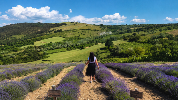 Discovering the lavender fields in Oltrepò Pavese