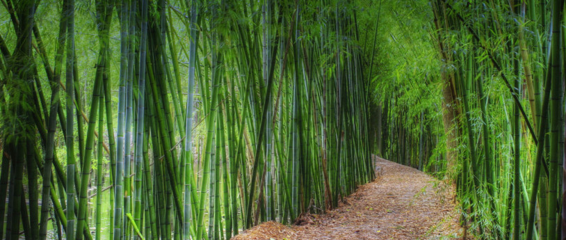 Natura maestra nella Bassa del Po