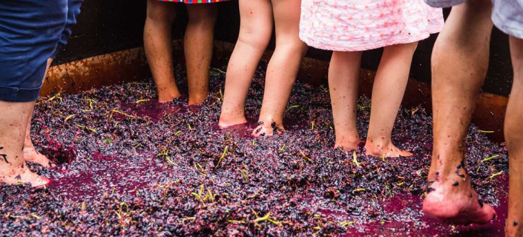 Vendemmia Didattica con Pranzo in Vigna in Oltrepo Pavese Vendemmia Didattica con Pranzo in Vigna in Oltrepo Pavese