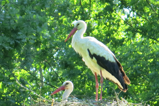 LA VIA DELLE CICOGNE - Parco del Ticino, Riserva della Biosfera