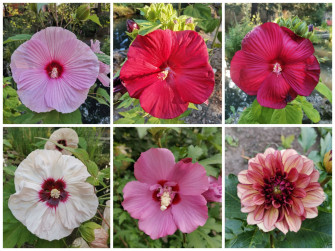 Eventi per i 250 anni dell’Orto Botanico di Pavia