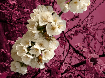 Hanami in Oltrepò