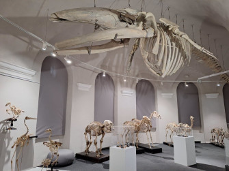 Galleria degli Scheletri al Museo Kosmos di Pavia