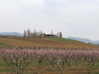 Fiori rosa… fiori di pesco