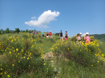 Ginestre in fiore Oltrepo Pavese