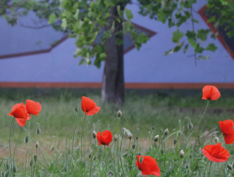 Horti: Arte, Natura, Etica - Visita guidata