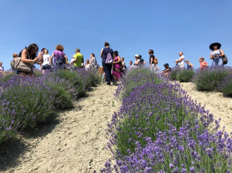 Lavanda Oltrepò Pavese Lavanda Oltrepò Pavese