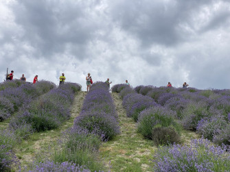 Aperitivo nella lavanda