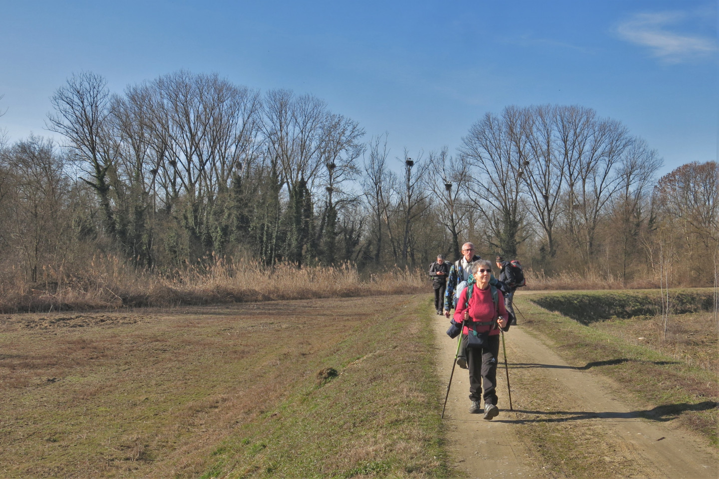 La colonia di cicogna sullo sfondo