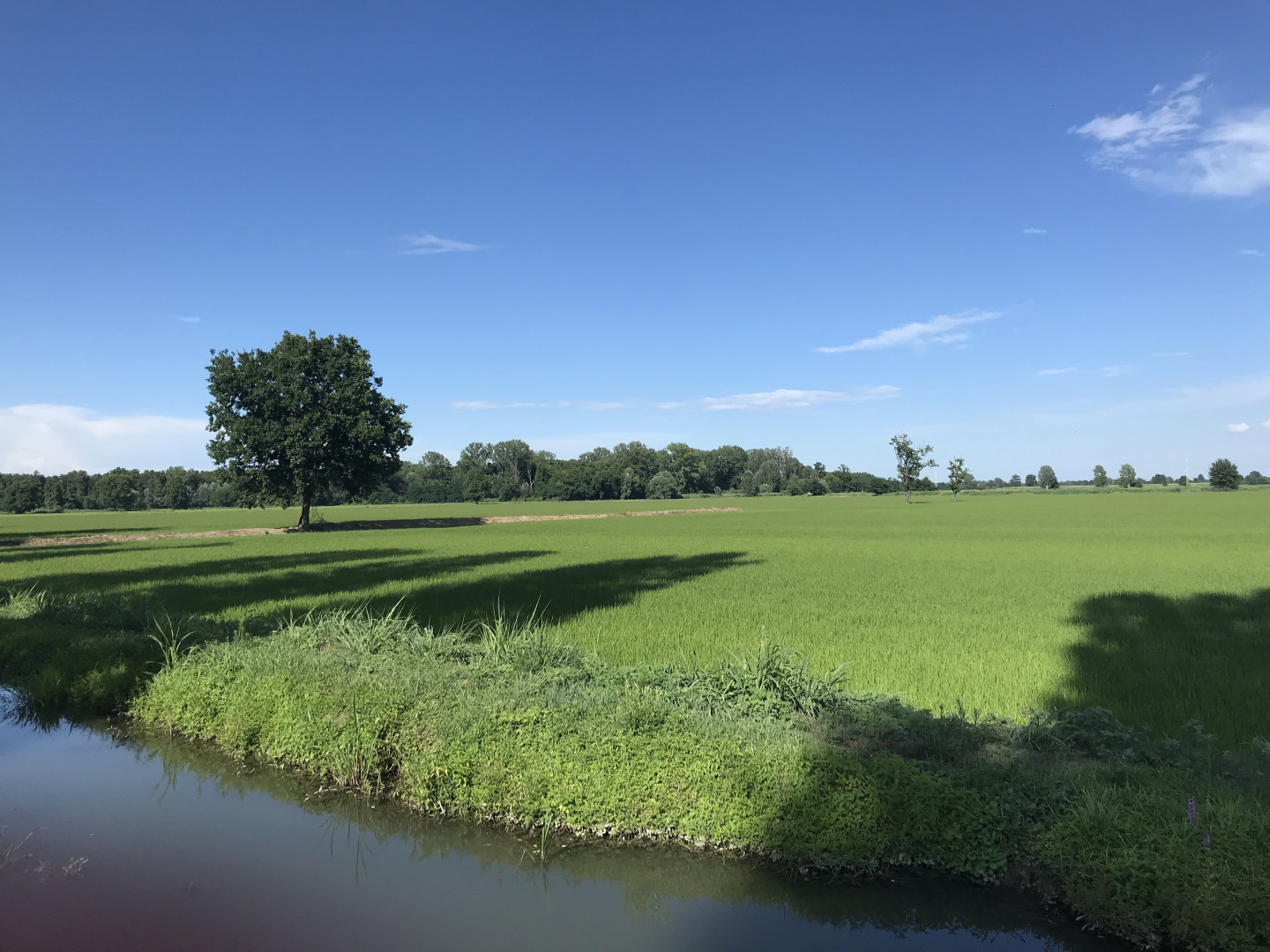 Visita alla risaie della tenuta