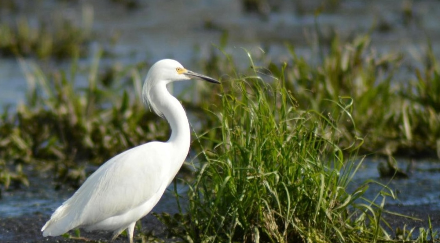 La Garzaia all'interno dell'ontaneto