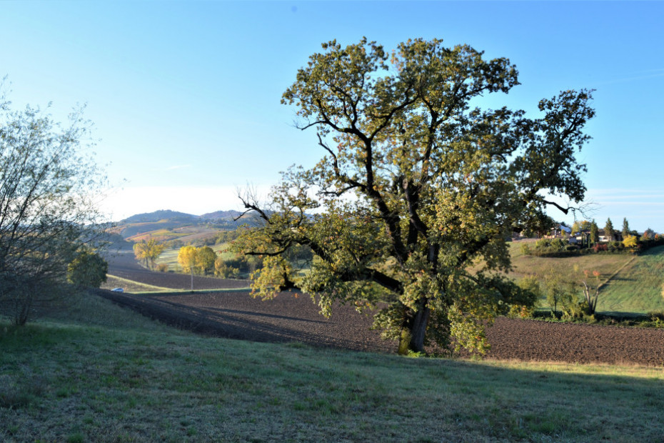 La Quercia di Torrazza Coste