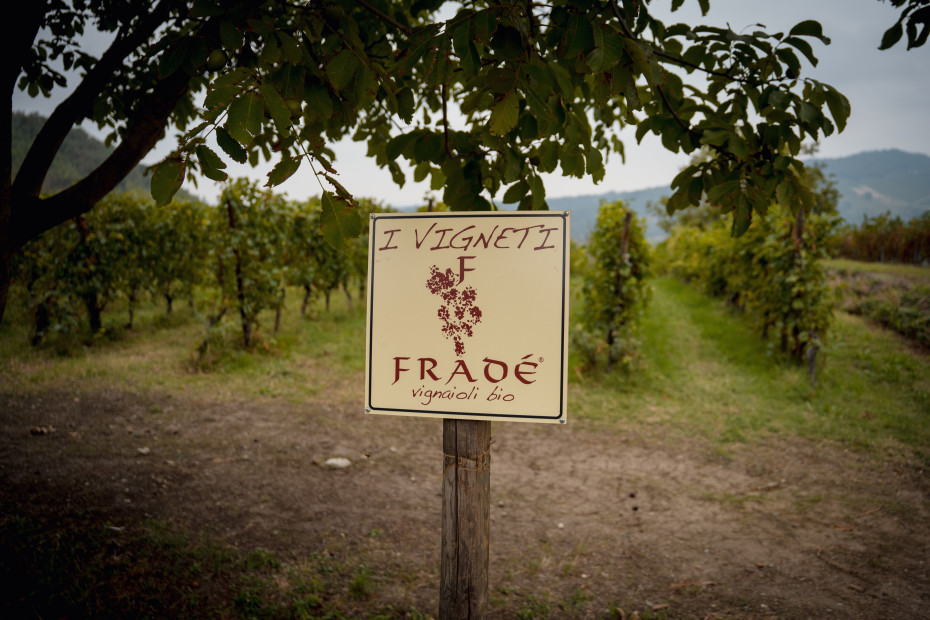 Benvenuti nei vigneti