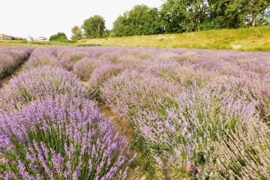 La Lavanda del Borgo di Pancarana