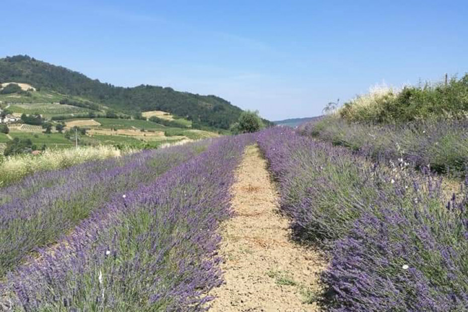 L'azienda Agricola Torre Memoriola nasce a Borgoratto Mormorolo con lo scopo di produrre Zafferano spezia, e Lavanda per olio essenziale.  Produce tutto in filiera corta, a km zero, e sulla Lavanda sarà certificata biologica a dicembre 20. Coltiva Lavanda su 5 campi, 2 a Lavanda Angustifolia e 3 a Lavanda Intermedia, che viene poi distillata grazie al prorpio distillatore, e inflaconata nel laboratorio a uso alimentare.