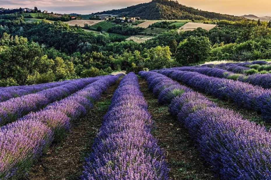 Cascina Costanza a Godiasco in loc. Alta Collina, è tradizione e innovazione. Vino, frutta, piante aromatiche e officinali, miele, prodotti cosmetici creati con le nostre materie prime.