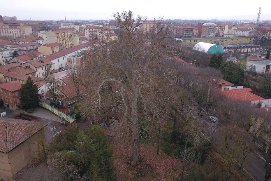 Il Platano dell’Orto botanico di Pavia