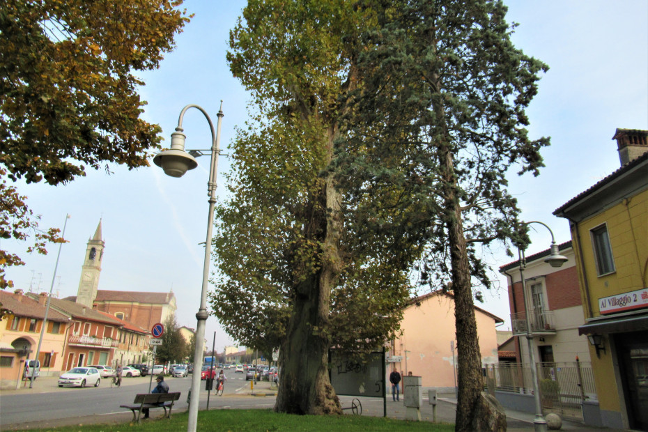  Il Platano di Santa Cristina e Bissone