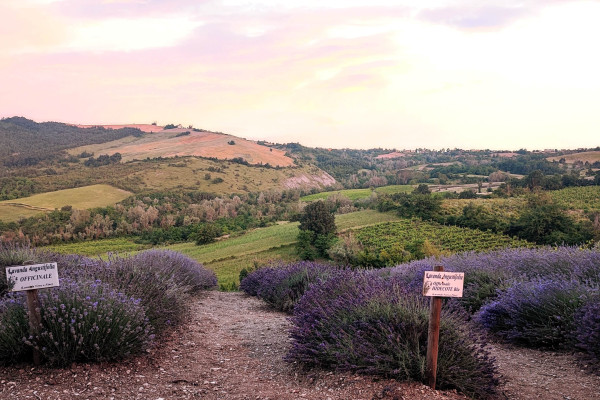 vista sui campi di lavanda dell'Oltrepò Pavese