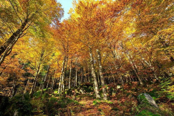 La Foresta dei Bagni di Masino (ph: valtellina.it)