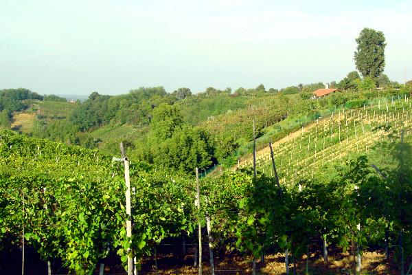 Collina del vino di San Colombano al Lambro