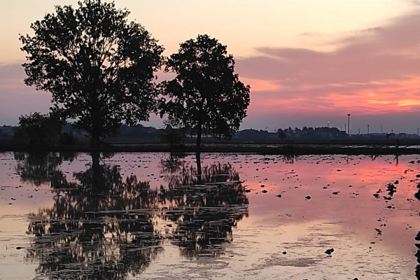 Risaie allagate al tramonto (Ph. Giulia Varetti Ricexperience®)