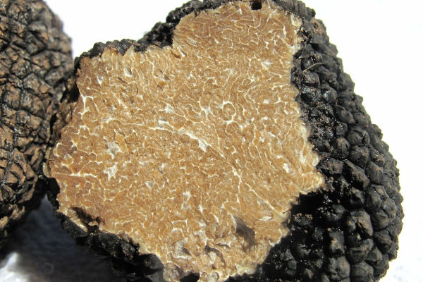 Tartufo nero reale